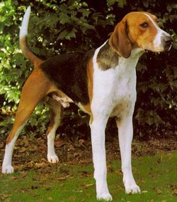 American Foxhound - breedinfo